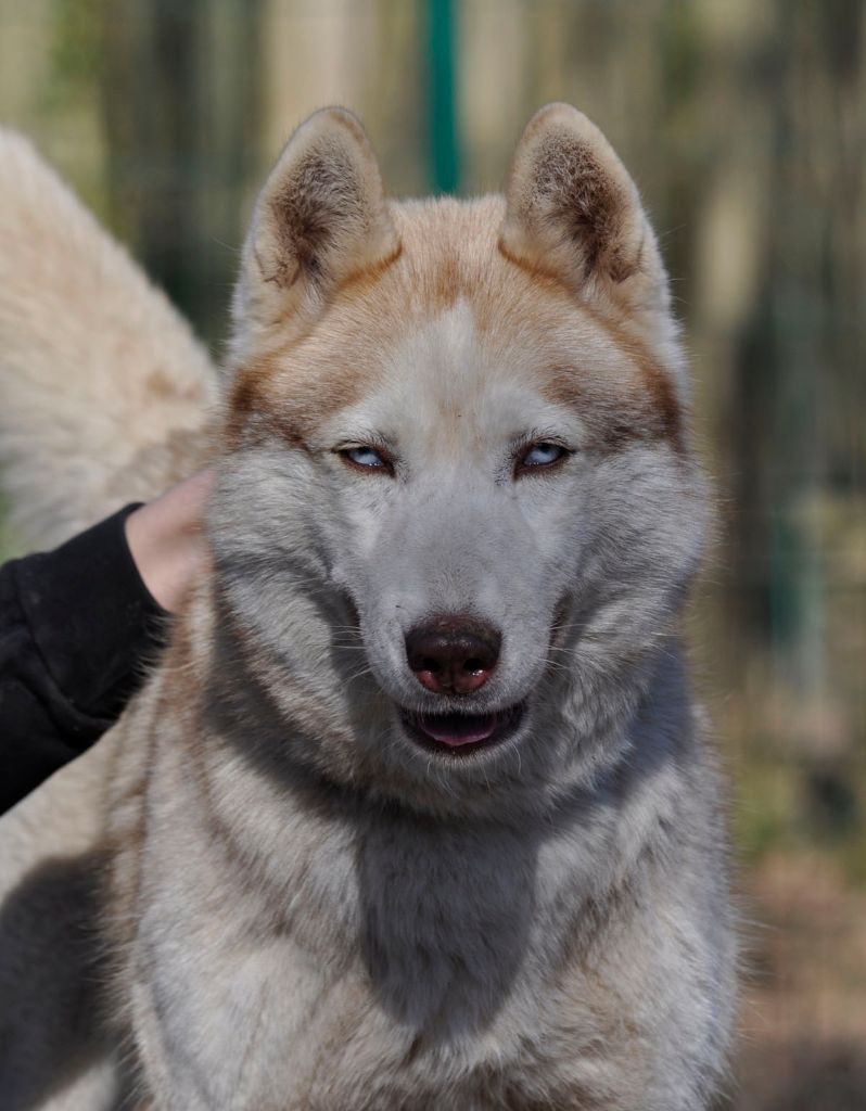 Publication : Angel Inside's