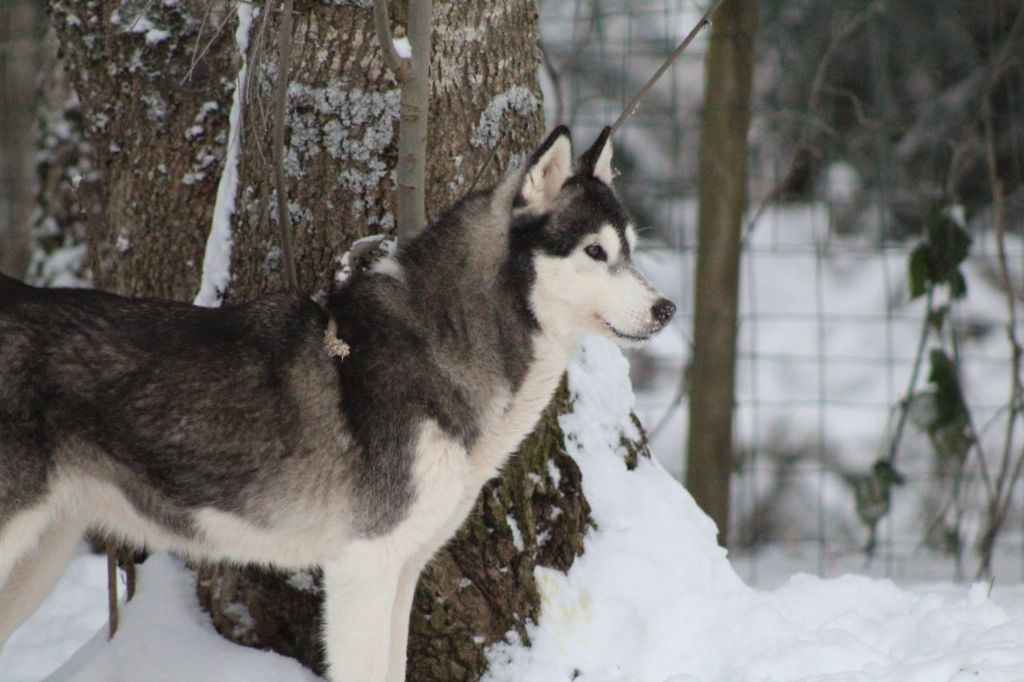 Nutsy - game never ends Of pack-ice wolves