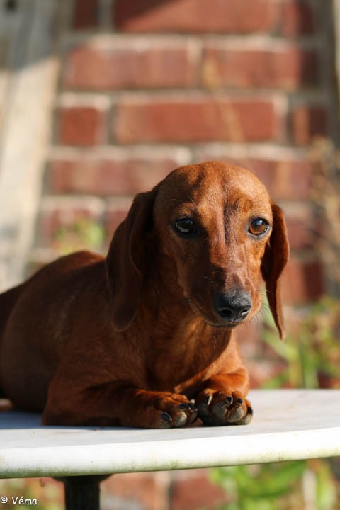 Publication : de la Garenne en Hurepoix 