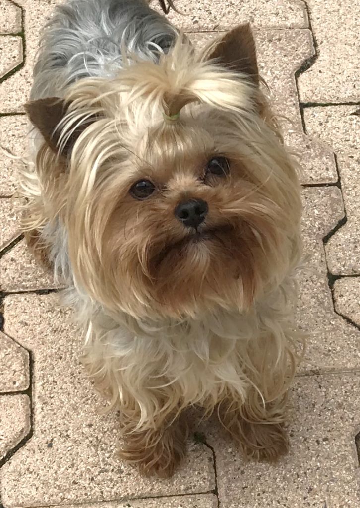 JamaÏque de terre basse