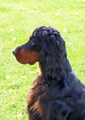 Étalon Setter Gordon - Phyve Des brumes de la prée