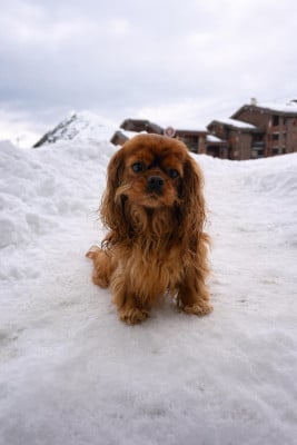 Étalon Cavalier King Charles Spaniel - Patti smith Du clos de larpege