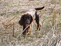 Étalon Cocker Spaniel Anglais - Vlatipa Malone jack