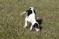 Étalon Chien courant suisse - Isak (Sans Affixe)