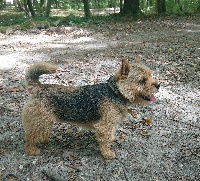 Étalon Norwich Terrier - M. willoughby Du pre de la croix verte