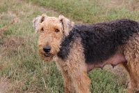 Étalon Airedale Terrier - Ixelle du Domaine de Souvigny