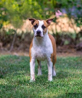Étalon American Staffordshire Terrier - Pray for me Battle Of King