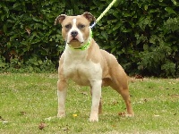 Étalon American Staffordshire Terrier - Golden Youma Jango-unchained