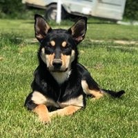 Étalon Australian Kelpie - Ridgey Didge Name of love