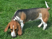 Étalon Basset Artesien Normand - Oups du cheval du marquet