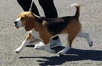 Étalon Beagle - Nash auction de Maxcecan