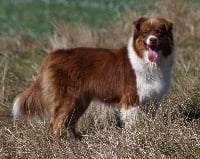 Étalon Berger Australien - Odina nahima Des plaines du Montois