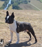 Étalon Boston Terrier - CH. heartily Nostradamus