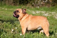 Étalon Bouledogue français - Nenette de la Croix d'Atal