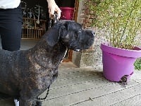 Étalon Cane Corso - Emberly Degli elmi