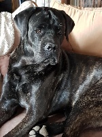 Étalon Cane Corso - Oldelaf d'Alassea Seregone