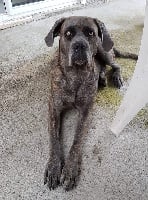 Étalon Cane Corso - Mystick grey Des Veilleurs De Saint Michel