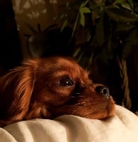 Étalon Cavalier King Charles Spaniel - Olympe D'un Souvenir Fauve