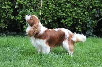 Étalon Cavalier King Charles Spaniel - O imagine De La Baie De Luya