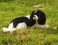 Étalon Cavalier King Charles Spaniel - Monza du domaine du Mas d'Or