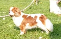 Étalon Cavalier King Charles Spaniel - Nestea de la maison du ryez