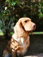 Étalon Chien d'Oysel allemand - Orane Du Val Des Houchis