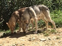 Étalon Chien-loup de Saarloos - Canens Africae Naiko