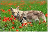 Étalon Chien-loup de Saarloos - Canens Africae Meika