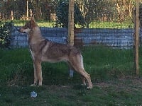 Étalon Chien-loup de Saarloos - Canens Africae Magnus