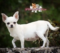 Étalon Chihuahua - zoya's kingdom Chic blonde