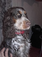 Étalon Cocker Spaniel Anglais - Lad'y du Bois Vayernaude