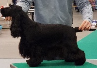 Étalon Cocker Spaniel Anglais - First and last xilander