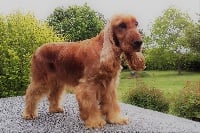 Étalon Cocker Spaniel Anglais - Olympe de Chester