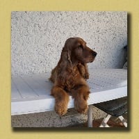 Étalon Cocker Spaniel Anglais - Gallinagos Dance little sister