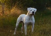 Étalon Dogo Argentino - Ocridion De La Crau Blanche