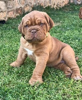 Étalon Dogue de Bordeaux - Pink des jardins d hecma