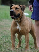 Étalon Dogue de Majorque - Guess cazador del torros