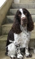 Étalon English Springer Spaniel - Justine du Chemin Aux Herbes Folles