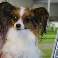 Étalon Epagneul nain Continental (Papillon) - Nandaka baby girl d'euskadi