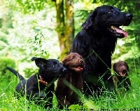 Étalon Flat Coated Retriever - CH. Lancelot Du Domaine Des Amarock's