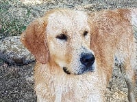 Étalon Golden Retriever - Ness De L'harche De Repand