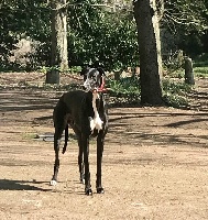 Étalon Greyhound - Mugler of naïfhounds kingdom
