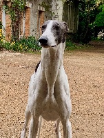 Étalon Greyhound - artefakt Ziggy