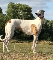 Étalon Greyhound - CH. Illy at des terres de lierre (Sans Affixe)