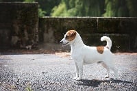Étalon Jack Russell Terrier - CH. olener getik Limited edition friendlines ( kawan )