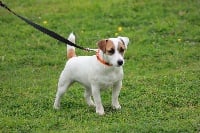 Étalon Jack Russell Terrier - Noa noa des Gres de Malleville