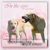 Étalon Labrador Retriever - In the eyes of misty dreams