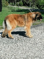 Étalon Leonberger - Marbella-vaÏram du Triskel de Stemidor 