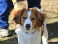 Étalon Petit chien hollandais de chasse au gibier d'eau - Néva du triskel des elfes