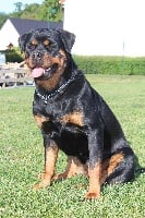 Étalon Rottweiler - Medal of Honor Jelfy